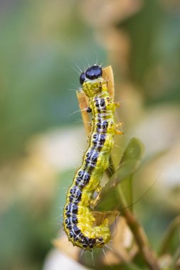 Kutu ağacı güvesi (Cydalima perspectalis)