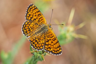 knapweed fritillary, Melitaea phoebe, kelebek dinlenme ve anket