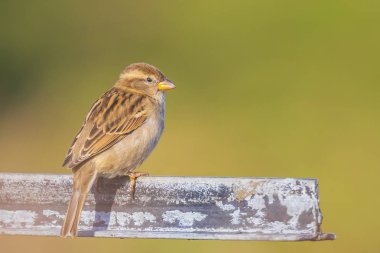 Tünemiş kadın ev serçe kuşu passer domesticus 