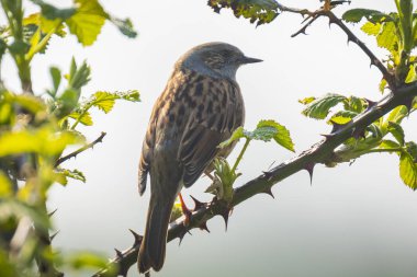 Dunnock Prunella modülaris kuş şarkı bahar