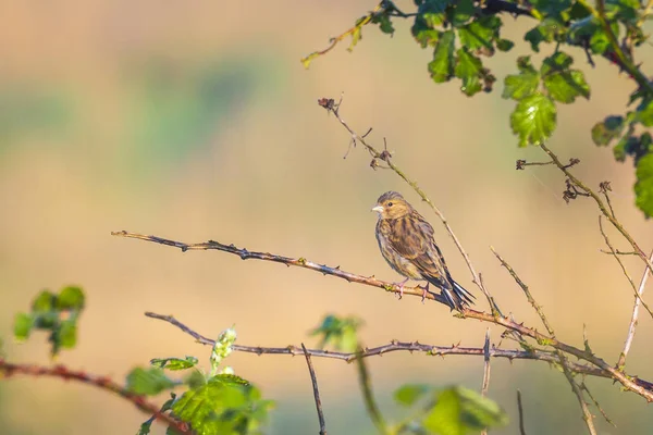 Femelle Linnet oiseau, Carduelis cannabina chant — Photo