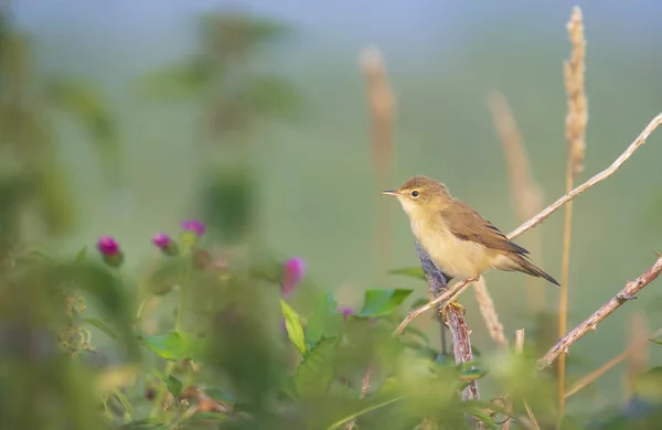 Euroasijské reed pěnice Acrocephalus scirpaceus ptačí zpěv v re — Stock fotografie