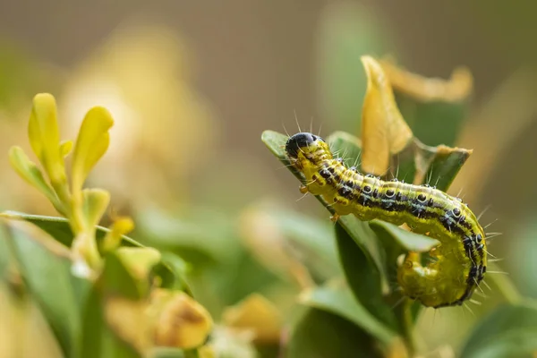 Falena di albero della scatola, Cydalima perspectalis — Foto Stock