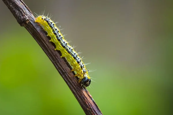 Träd fjärilar, Cydalima perspectalis — Stockfoto