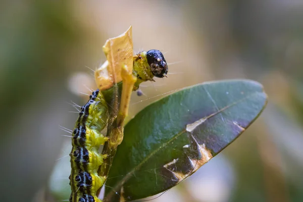 Buxus, Cydalima perspectalis — Stockfoto