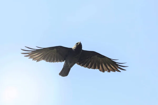 비행 중에 서양 Jackdaw 새 Coloeus Monedula — 스톡 사진