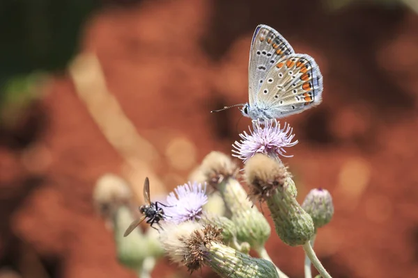 Adonis blue butterfly Polyommatus bellargus resting — Stock Photo, Image