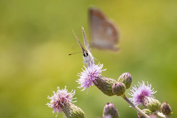 Brown Hairstreak butterfly mating — Stock Photo, Image