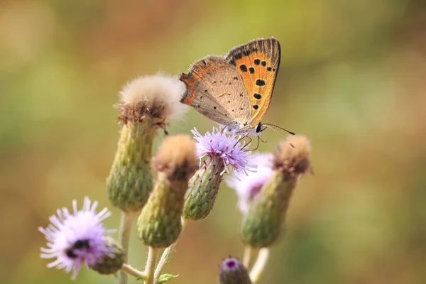 Small or common copper butterfly lycaena phlaeas closeup — Stock Photo, Image