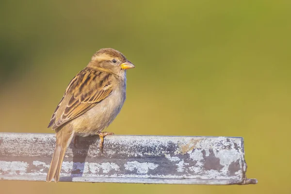 Perché femelle Moineau domestique oiseau passer domesticus — Photo