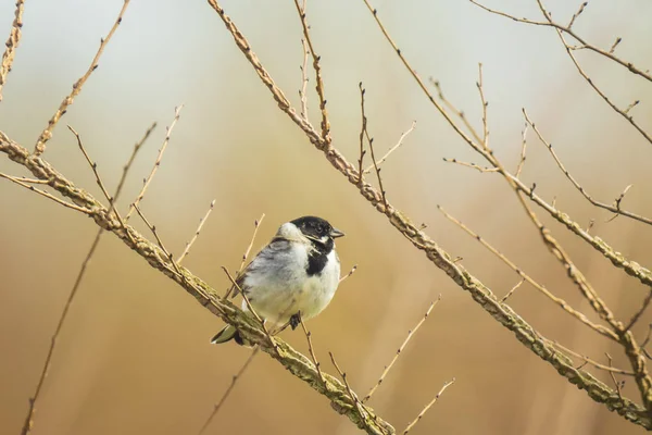 Bruant chantant des roseaux Emberiza schoeniclus bird — Photo