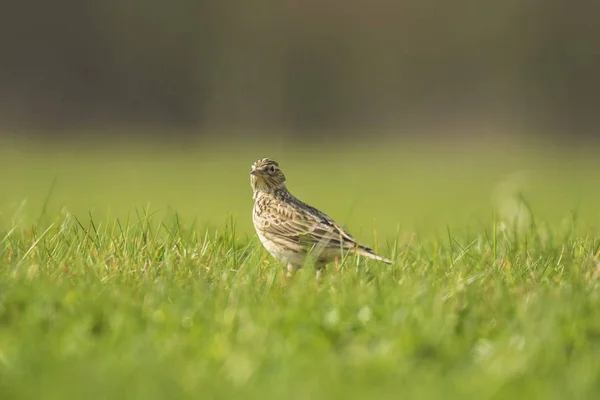 Alauda arvensis bird in a meadow — стоковое фото