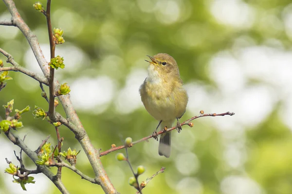 Willow warbler bird, Phylloscopus trochilus, cântând — Fotografie, imagine de stoc