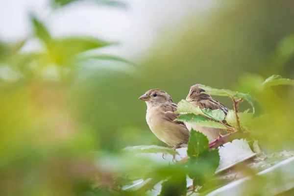 Casa pássaro pardal (passer domesticus) forrageamento em uma sebe — Fotografia de Stock