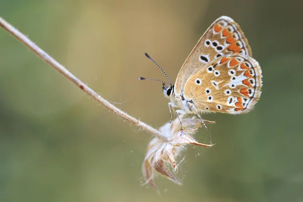 Poil brun papillon Thecla betulae — Photo