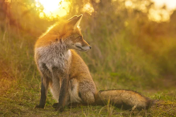 狂野的红狐秃子秃子秃子傍晚日落 — 图库照片