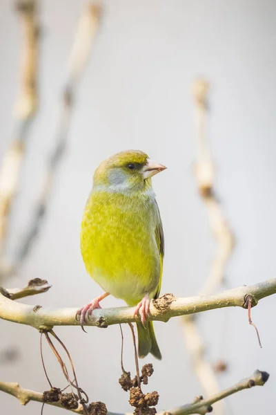 Greenfinch male Chloris chloris bird singing — Stock Photo, Image