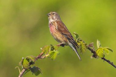 Linnet kuş erkek, Carduelis cannabina şarkı