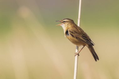 Avrasya Reed'i ötleğeni Acrocephalus scirpaceus kuş şarkı içinde yeniden