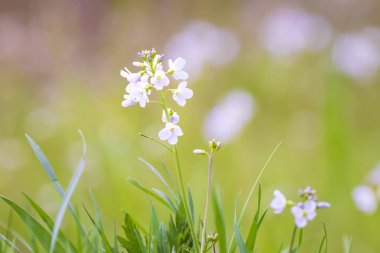 Bir çayır çiçek açan cuckooflower