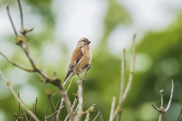 Linnet bird, Carduelis cannabina cantando —  Fotos de Stock