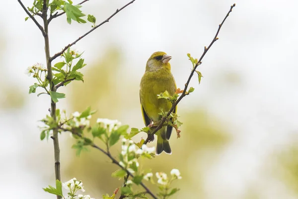 Grönfinken Chloris chloris fågelsången — Stockfoto