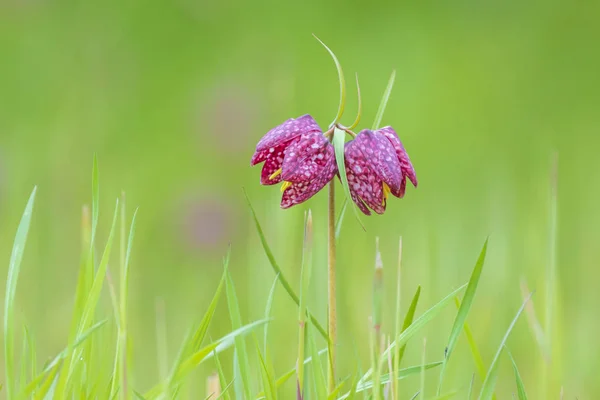 Cabeza de serpiente púrpura fritillary floreciendo en un prado verde — Foto de Stock