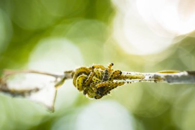 Bir böcek larvaları tırtıllar Yponomeutidae famil, closeup