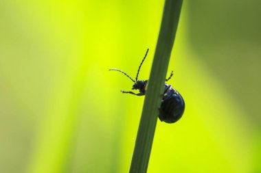 Tatlı bir küçük kızılağaç yaprak böceği, agelastica alni, böcek cl
