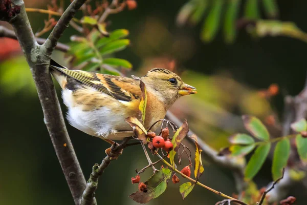 Oiseau ronce, Fringilla montifringilla, dans les aliments pour plumage hivernal — Photo