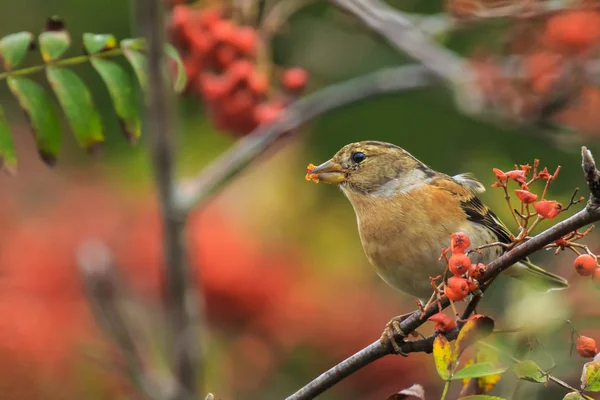 Brambling bird, Fringilla montifringilla, en invierno plumaje alimentación —  Fotos de Stock