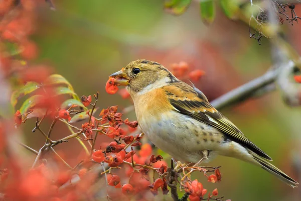 Oiseau ronce, Fringilla montifringilla, dans les aliments pour plumage hivernal — Photo