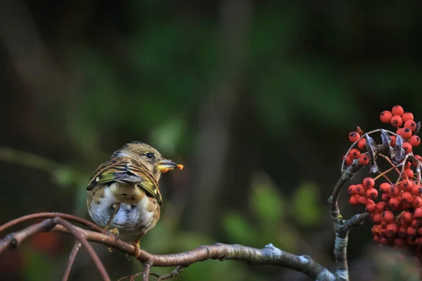 Oiseau ronce, Fringilla montifringilla, dans les aliments pour plumage hivernal — Photo