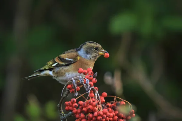 Brambling bird, Fringilla montifringilla, en invierno plumaje alimentación —  Fotos de Stock