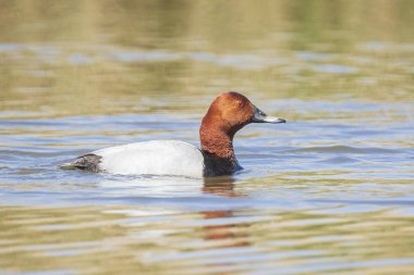 Yüzme erkek bir ortak pakta Aythya ferina closeup