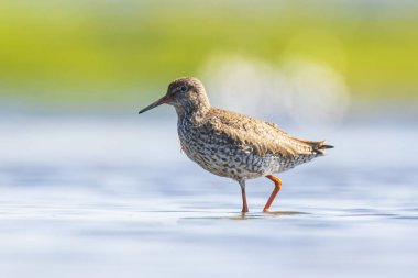 ortak redshank tringa totanus wading kuş