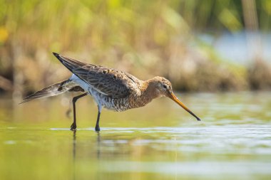 suda kara kuyruklu godwit Limosa Limosa yem