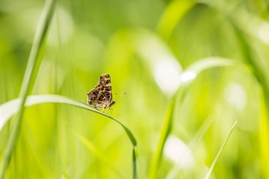 Harita kelebek (araschnia levana) üst görünümü Bahar kuluçka