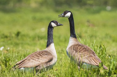 Kanadalı kaz Branta canadensis