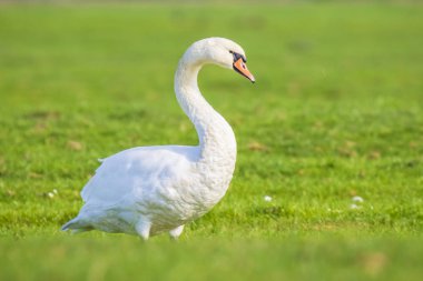 Sessiz kuğu, kuğu rengi, tarım arazileri üzerinde