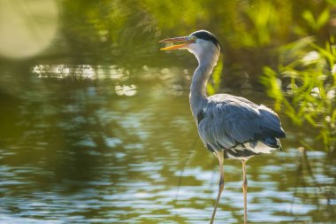 Büyük mavi balıkçıl Ardea herodias bir gölde av