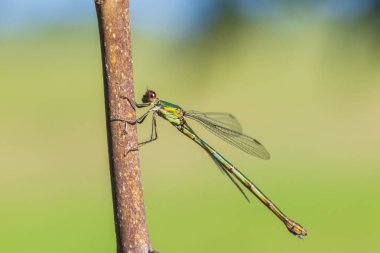 Ayrıntı closeup Batı willow zümrüt kızböcekleri Chalcoleste