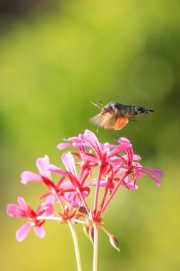 sinek kuşu Şahin-güve Macroglossum stellatarum üzerinde pembe f besleme