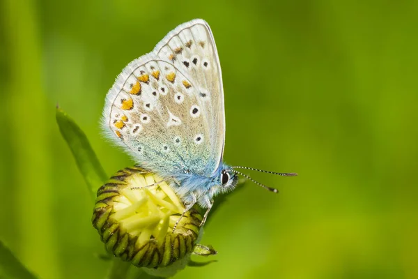 Papillon bleu commun, Polyommatus icarus — Photo