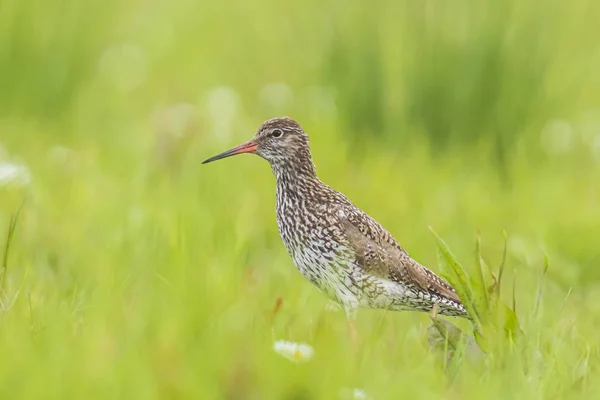 Common redshank tringa totanus on a vibrant meadow — Stock Photo, Image