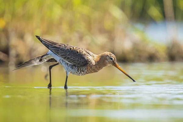 Zwarte grutto Limosa limosa foerageren in water — Stockfoto