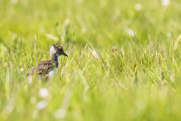 Northern lapwing chick Vanellus vanellus wading bird in a meadow — Stock Photo, Image
