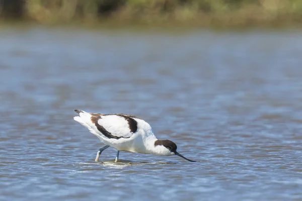 Pied Avocet Recurvirostra avosetta обробка — стокове фото