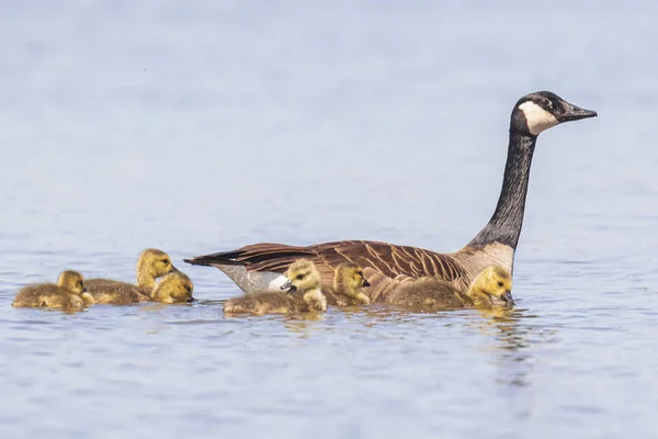 Canadian goose and chicks, Branta canadensis — Stock Photo, Image