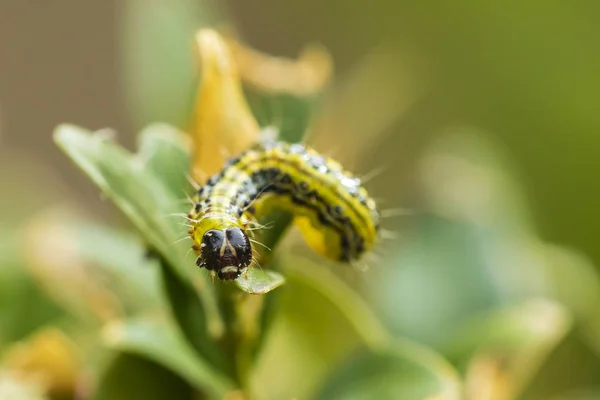 Buxus, Cydalima perspectalis — Stockfoto